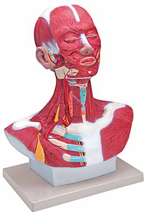 Head and Neck Musculature